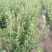 金银花树