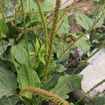 车前草