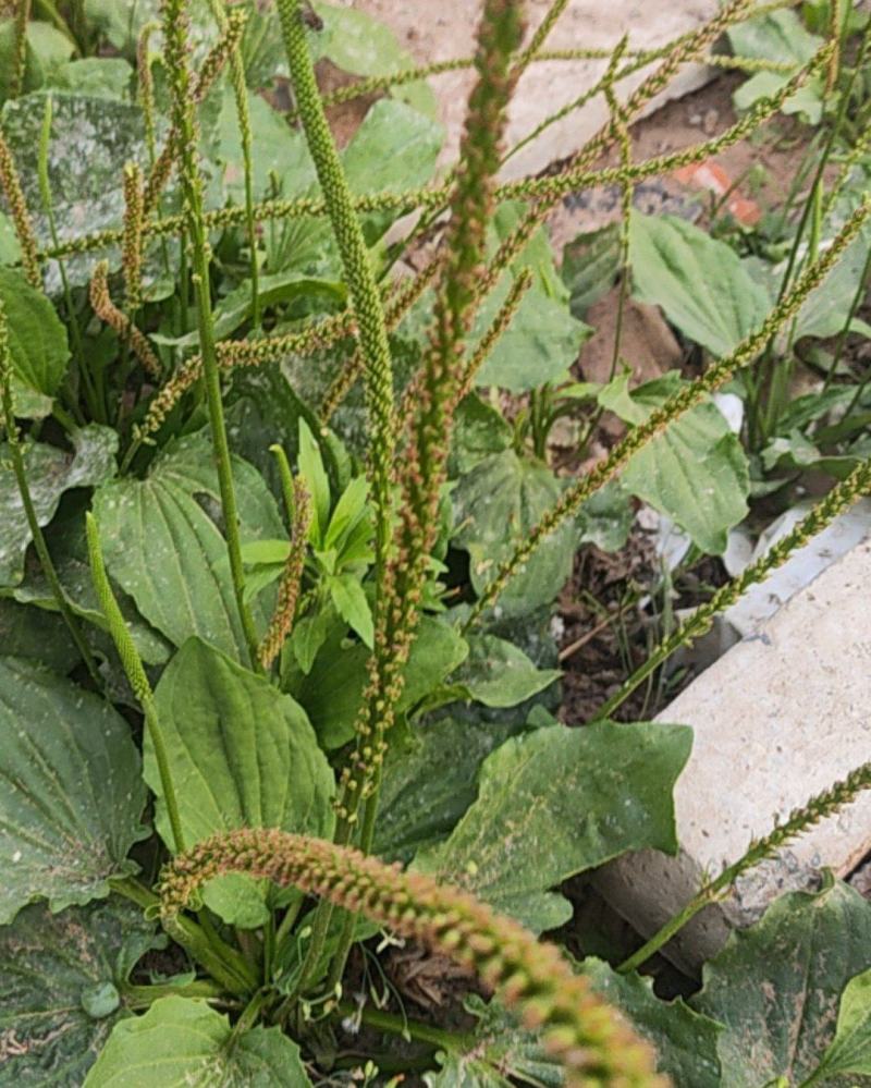车前草