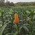江西甜百合