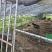 黑山羊价格17一斤活的