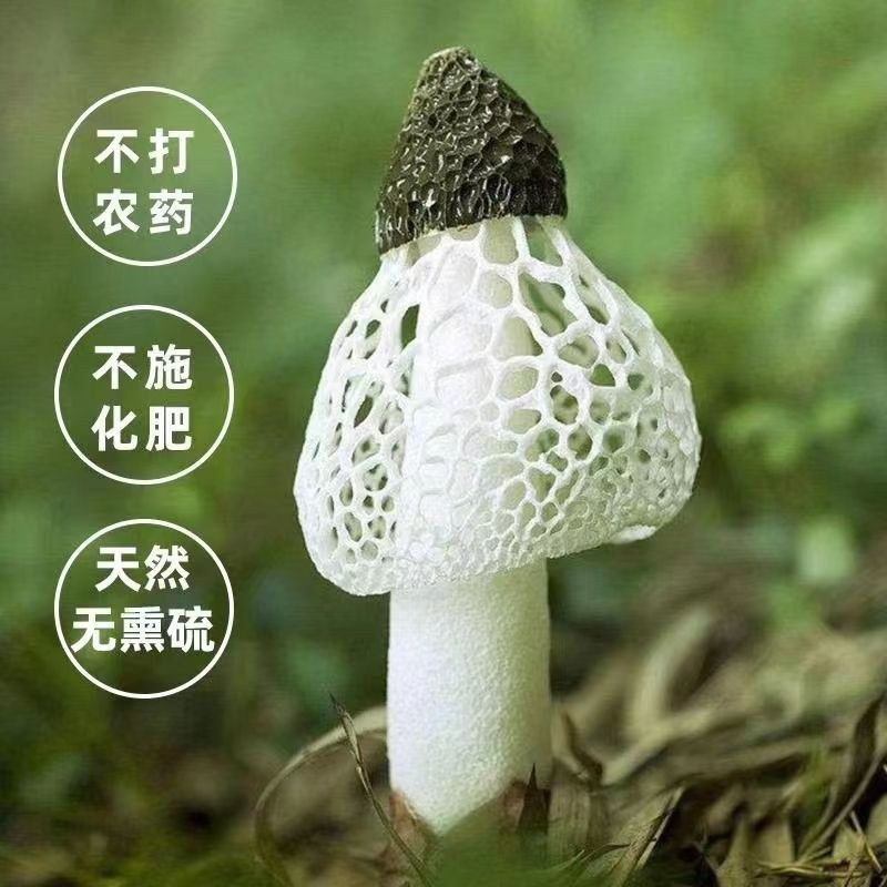 竹荪