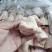 猪蹄小脚趾