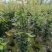 成都天竺桂绿篱基地现货出售80-2.5米高，