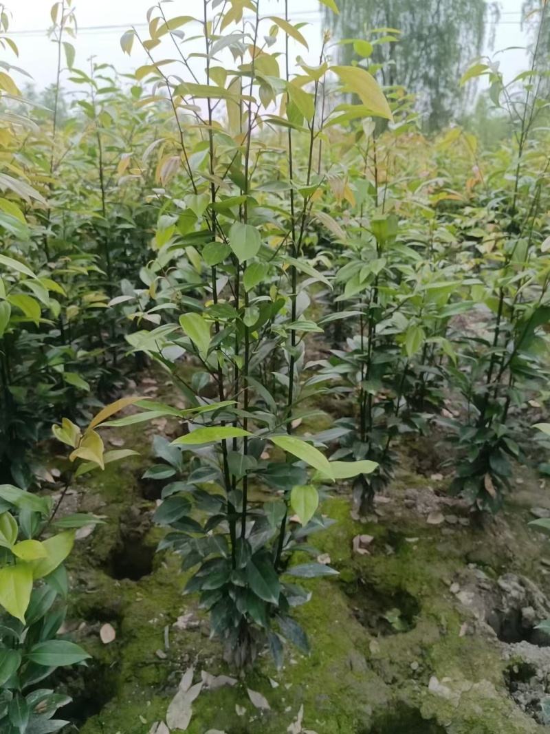 成都天竺桂绿篱基地现货出售80-2.5米高，