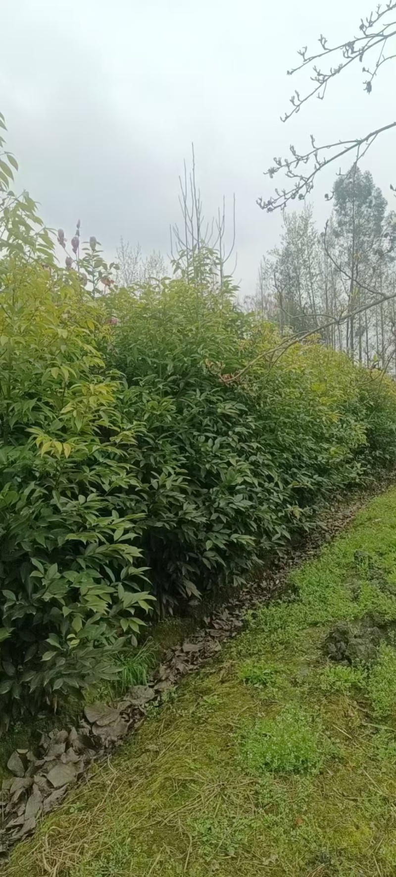成都天竺桂绿篱基地现货出售80-2.5米高，