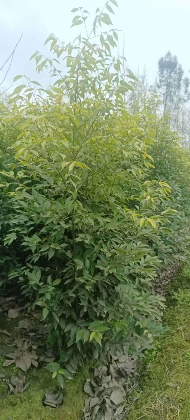 成都天竺桂绿篱基地现货出售80-2.5米高，
