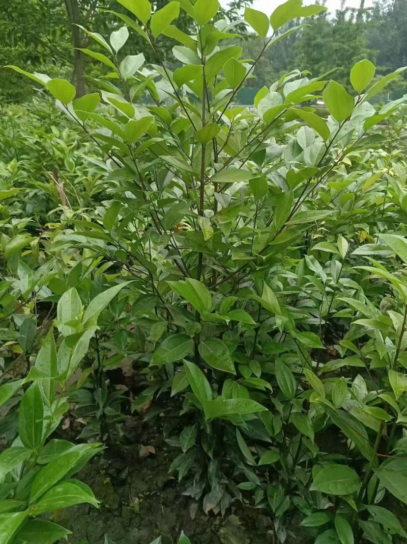 成都天竺桂绿篱基地现货出售80-2.5米高，