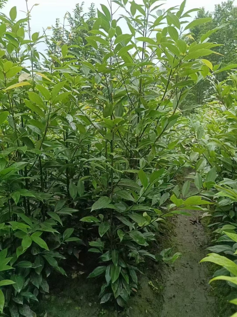 成都天竺桂绿篱基地现货出售80-2.5米高，