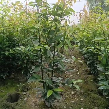 成都天竺桂绿篱基地现货出售80-2.5米高，