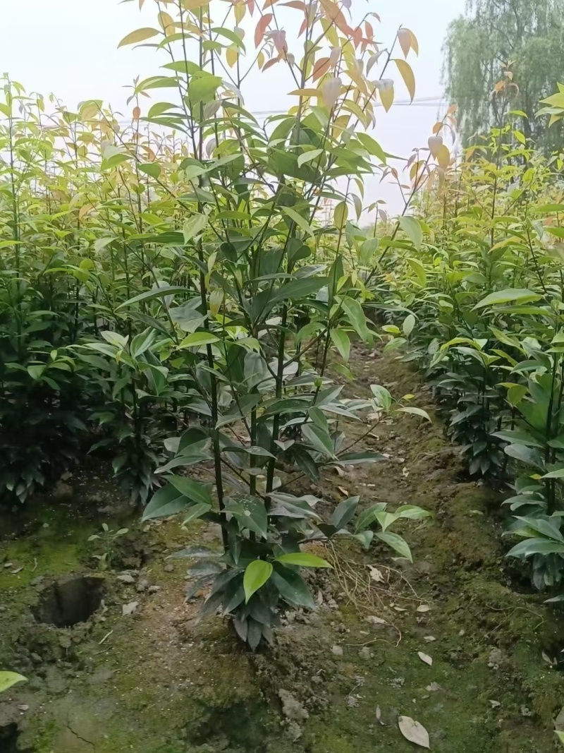 成都天竺桂绿篱基地现货出售80-2.5米高，