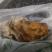 鸡宝