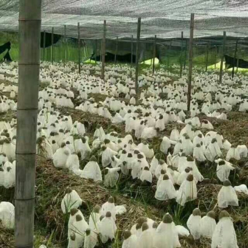 2025年竹荪自家种植，一手货源充足，没有中间商