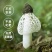 2025年竹荪自家种植，一手货源充足，没有中间商
