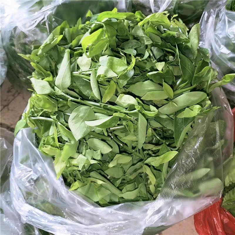 夜香花树摘菜天绿香