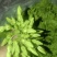 夜香花树摘菜天绿香