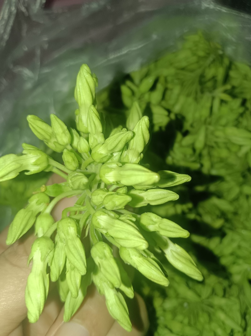 夜香花树摘菜天绿香