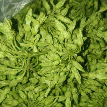 夜香花树摘菜天绿香