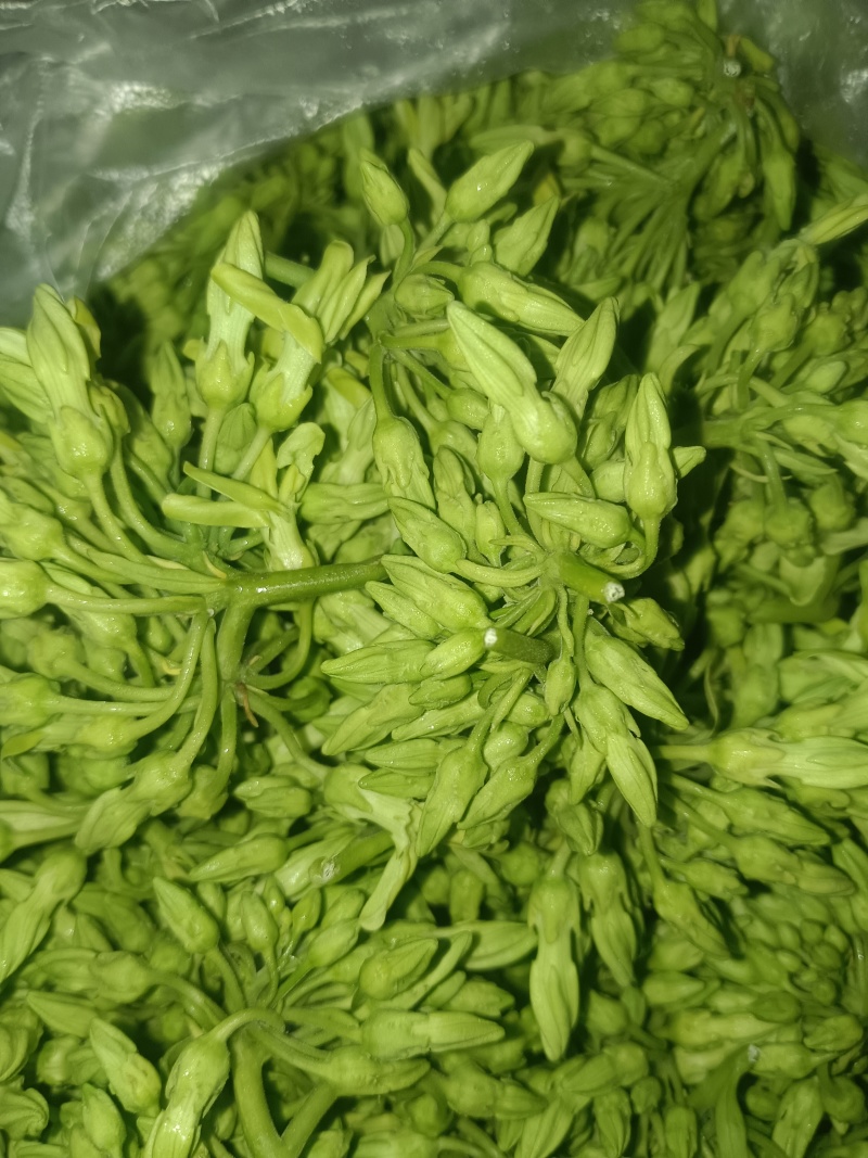 夜香花树摘菜天绿香