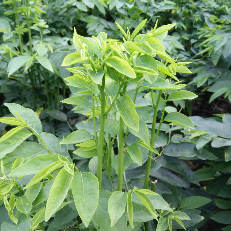 夜香花树摘菜天绿香