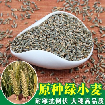农家自产***防腐剂富硒绿麦小麦种子原种绿麦子大田可磨面