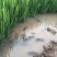 盘锦蟹田米精品礼盒十斤装
