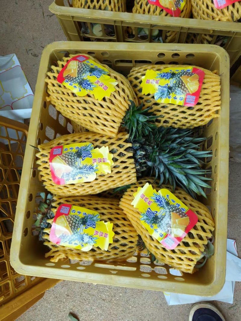 17号凤梨
