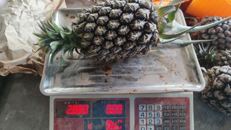 17号凤梨