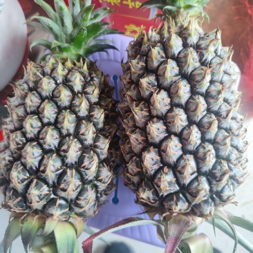 17号凤梨