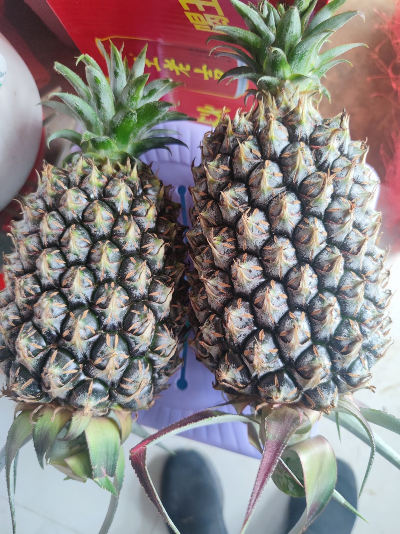 17号凤梨