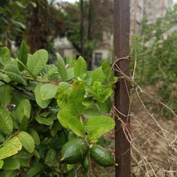 香水柠檬