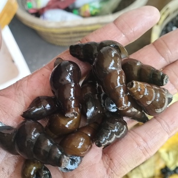 山坑螺。大量山坑螺！需要的老板，请联系！
