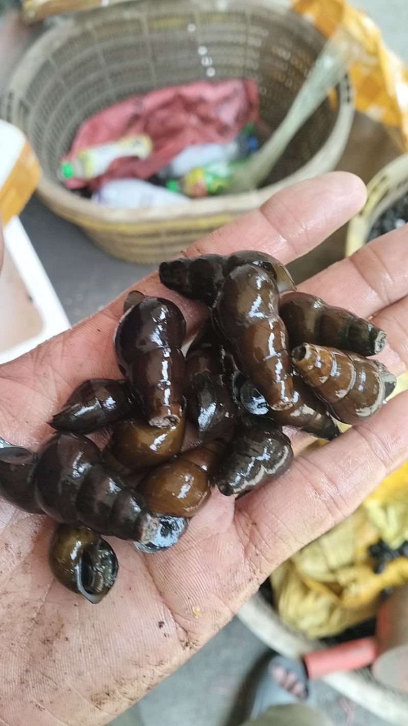 山坑螺。大量山坑螺！需要的老板，请联系！