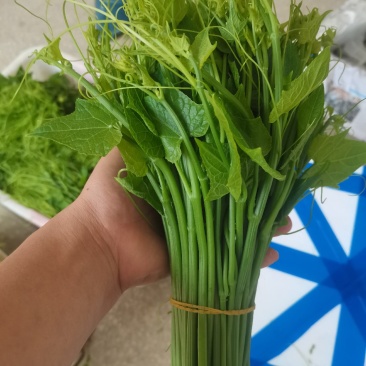 龙须菜！佛手瓜尘