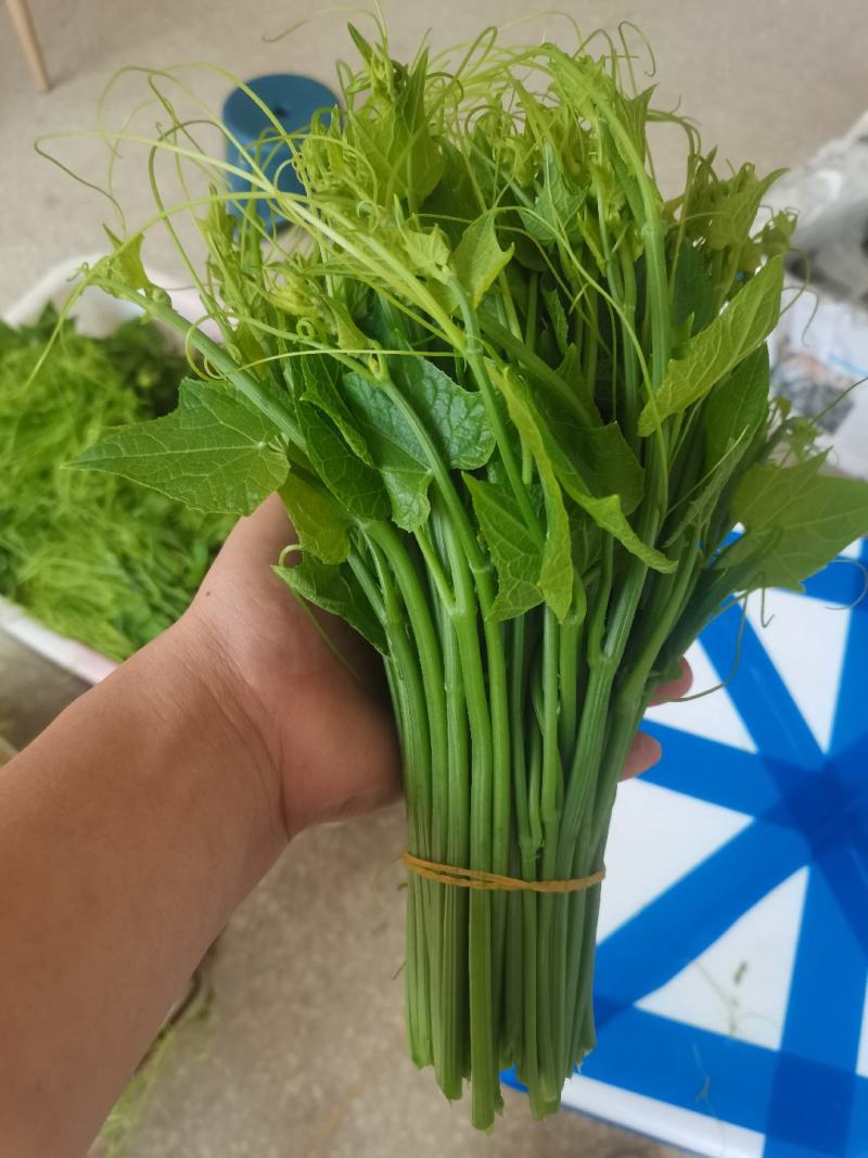 龙须菜！佛手瓜尘