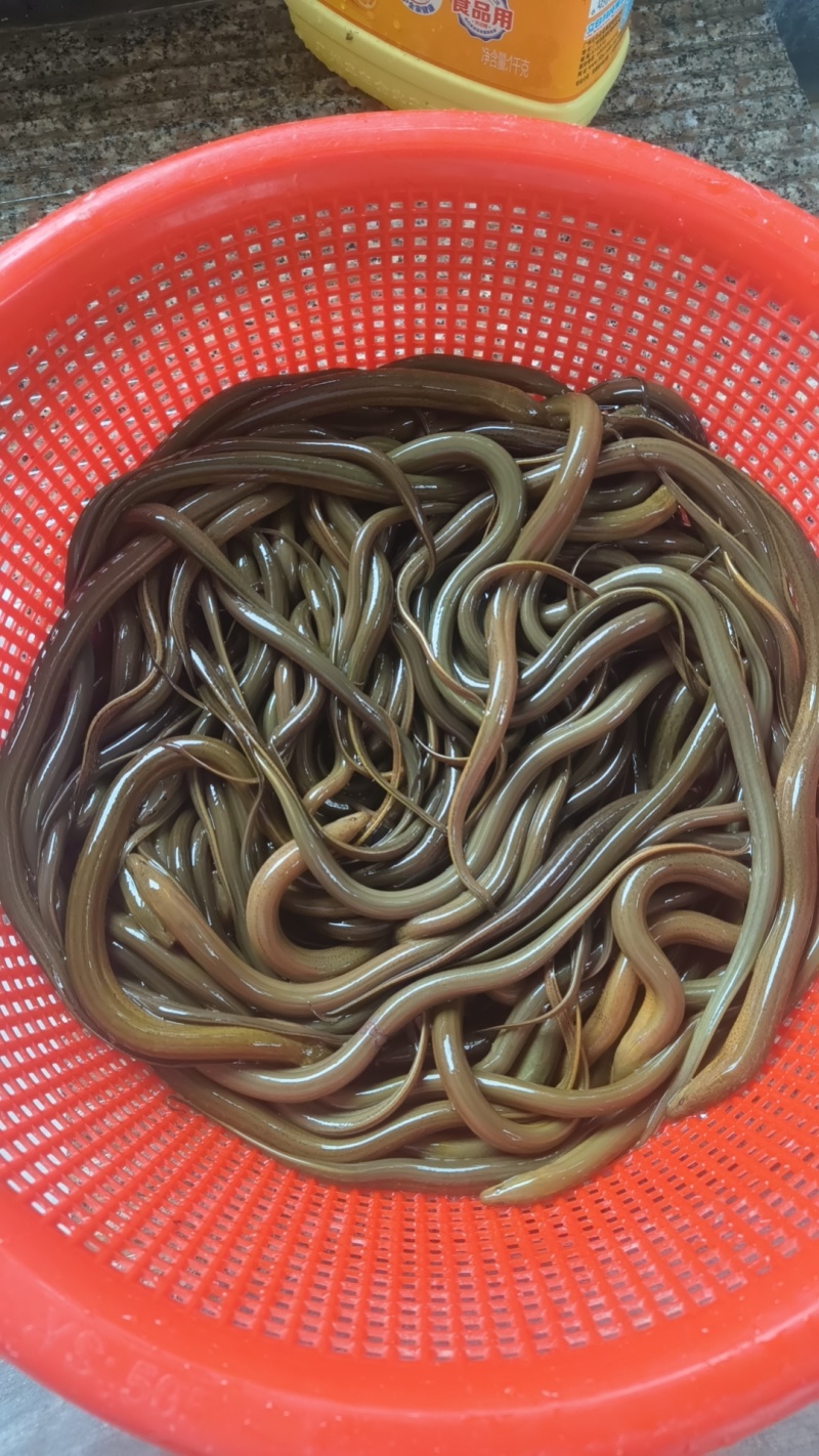 本地土黄鳝