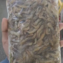 活冻小河虾实拍，回购率嘎嘎高