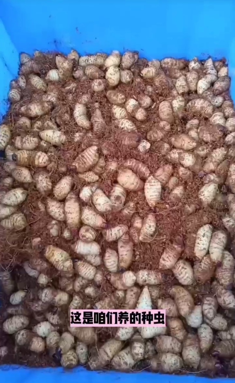 竹虫
