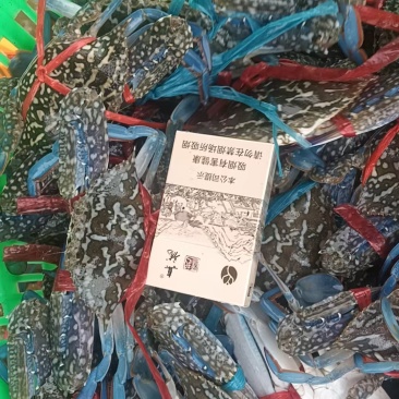 湛江蓝花蟹