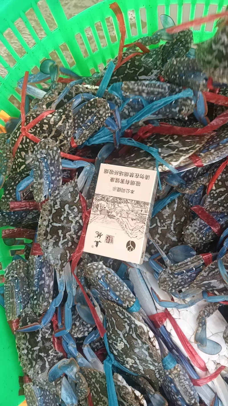 湛江蓝花蟹