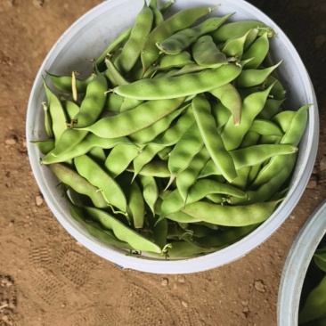 九月青油豆角，量大管饱优惠多多