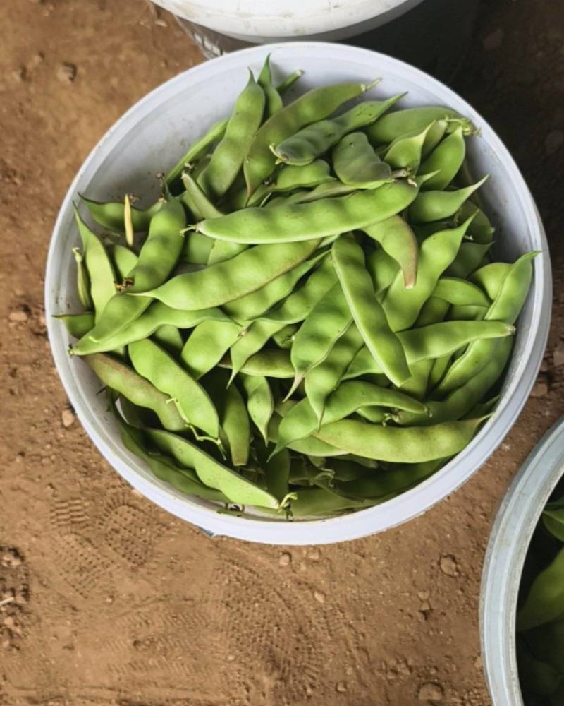 九月青油豆角，量大管饱优惠多多