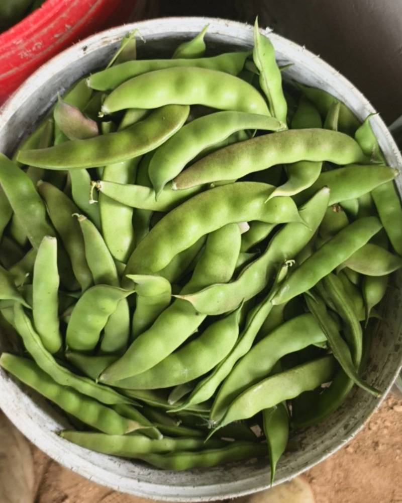 九月青油豆角，量大管饱优惠多多