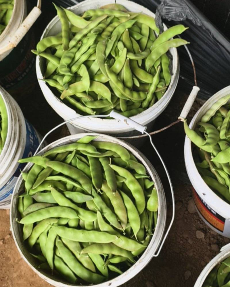 九月青油豆角，量大管饱优惠多多