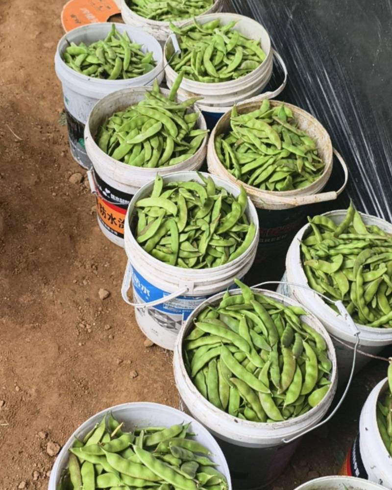 九月青油豆角，量大管饱优惠多多