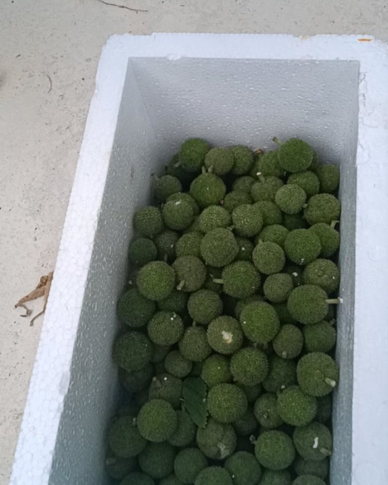 构树果