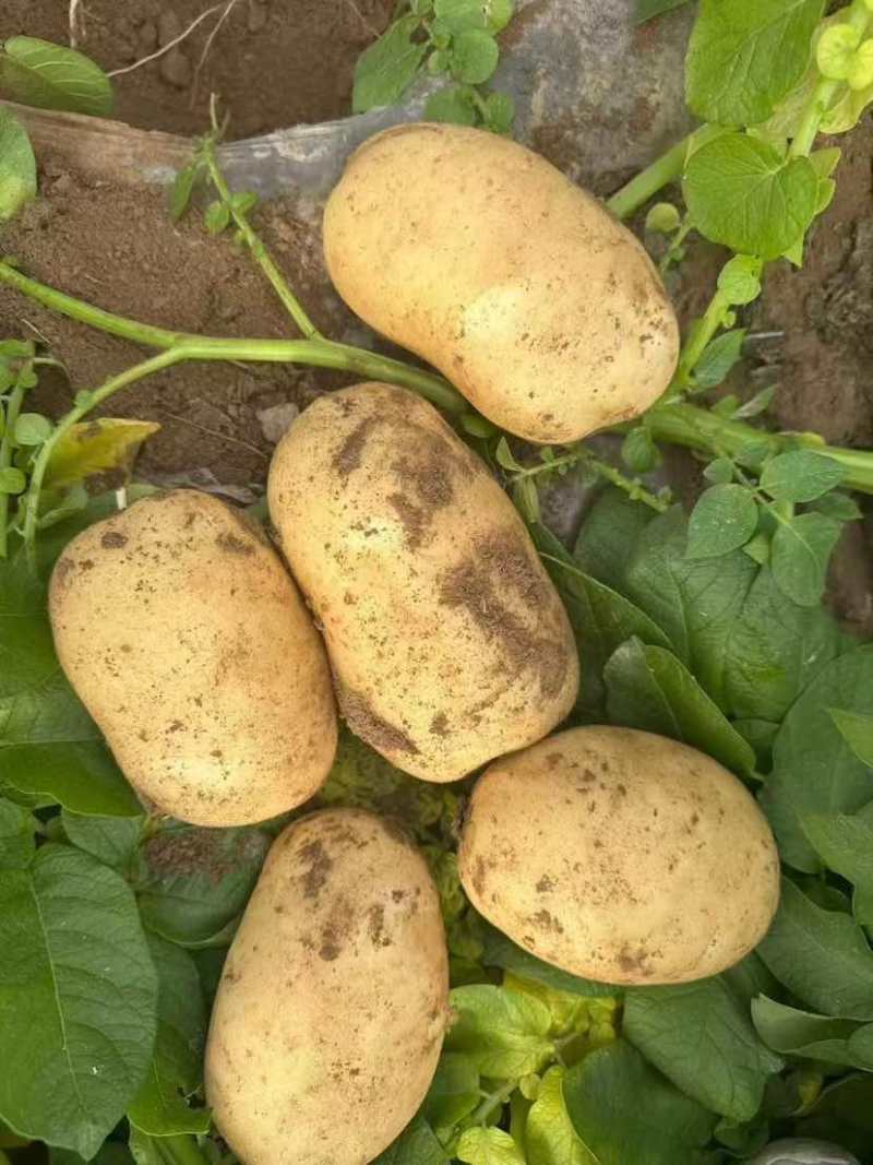 河南大量有货价格合适有意的联系