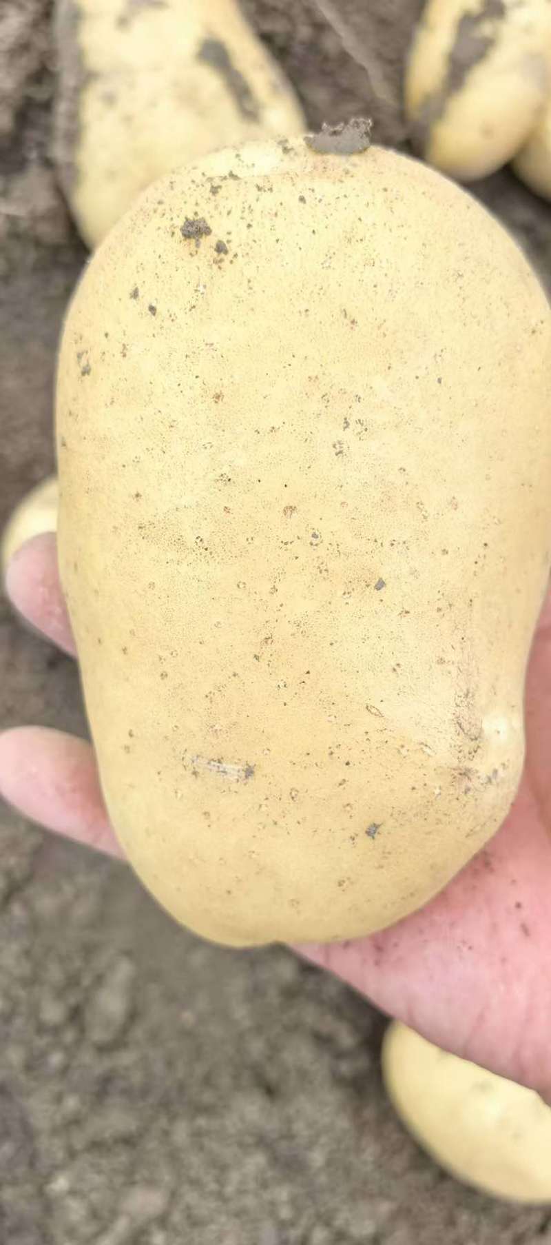 河南大量有货价格合适有意的联系