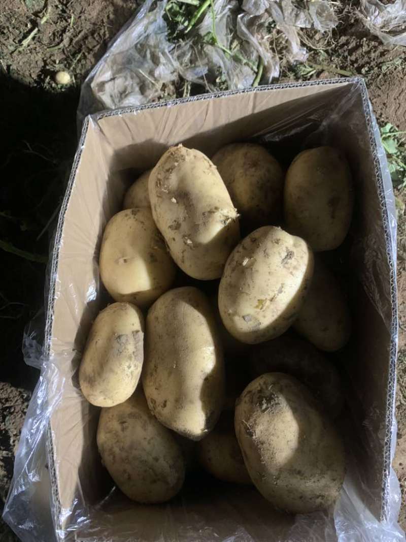 河南大量有货价格合适有意的联系