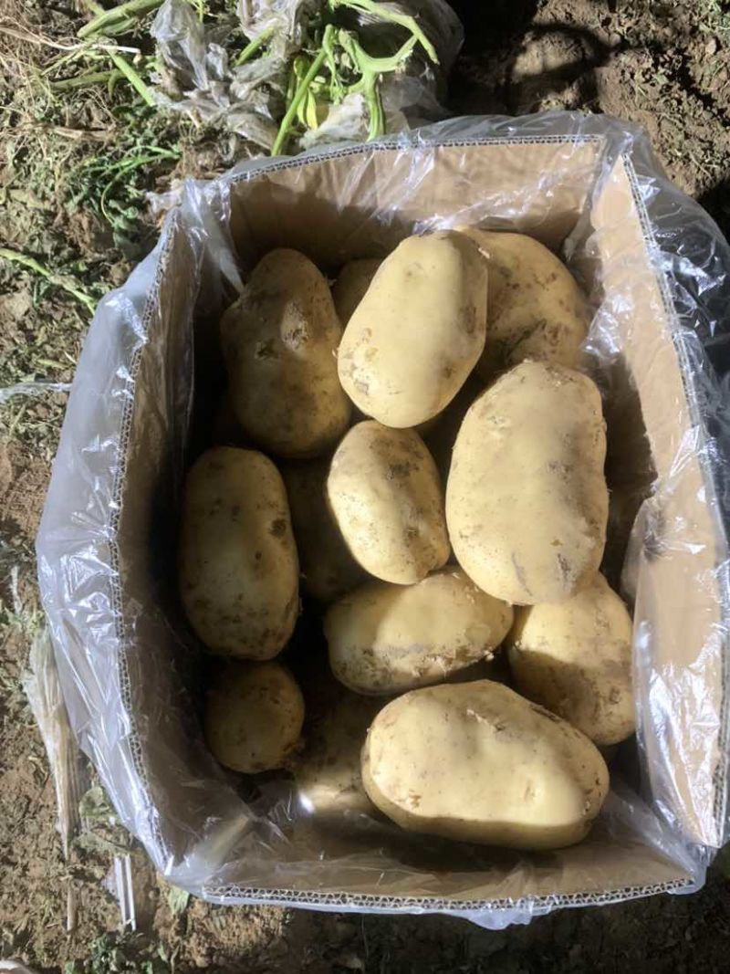 河南大量有货价格合适有意的联系